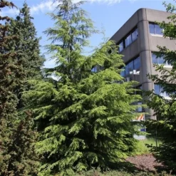 Westelijke Hemlockspar (Tsuga Heterophylla) 9 Westelijke Hemlockspar (Tsuga Heterophylla) -Tuinplantenwinkel tsuga heterophylla