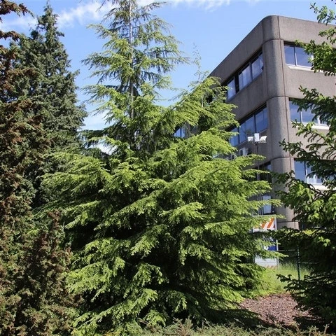 Westelijke Hemlockspar (Tsuga Heterophylla) 5 Westelijke Hemlockspar (Tsuga Heterophylla) - Afbeelding 5