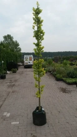 Goudiep (Ulmus Hollandica 'Wredei') -Tuinplantenwinkel ulmnus h. wredei 1