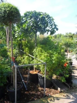 Treuriep (Ulmus Glabra 'Pendula') -Tuinplantenwinkel ulmus glabra pendula 14 16 18ho cont