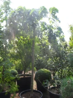 Treuriep (Ulmus Glabra 'Pendula') -Tuinplantenwinkel ulmus glabra pendula 20 25ho c160