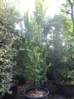 Goudiep (Ulmus Hollandica 'Wredei') -Tuinplantenwinkel ulmus hollandica wredei 350 400 450 cont