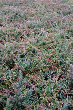 Veenbes (Vaccinium Macrocarpon Cranberry) -Tuinplantenwinkel vaccinium macrocarpon