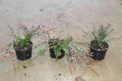 Veenbes (Vaccinium Macrocarpon Cranberry) -Tuinplantenwinkel vaccinium macrocarpon 2 1