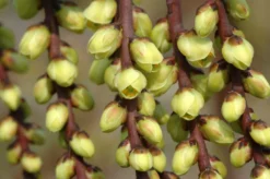 Staartaar (Stachyurus Praecox) -Tuinplantenwinkel vaem00024 1