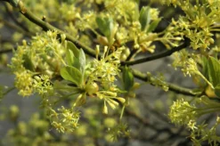 Sassafras (Sassafras Albidum)