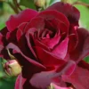 Trosroos (Rosa 'Burgundy Ice')