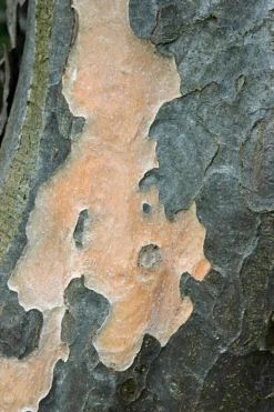 Grote Parrotia (Parrotia Persica) -Tuinplantenwinkel vaem01237