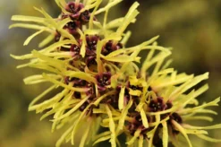 Toverhazelaar (Hamamelis Mollis) -Tuinplantenwinkel vaem02437 2
