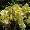 Rhododendron (Rhododendron 'Goldinetta')