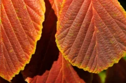 Toverhazelaar (Hamamelis Intermedia 'Diane') 8 Toverhazelaar (Hamamelis Intermedia 'Diane') -Tuinplantenwinkel vaem06951