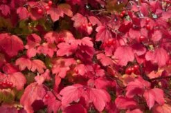 Gelderse Roos (Viburnum Opulus) -Tuinplantenwinkel vaem08760 1