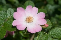 Ondoordringbare Haag, Hoog 5 Ondoordringbare Haag, Hoog -Tuinplantenwinkel vaem09210