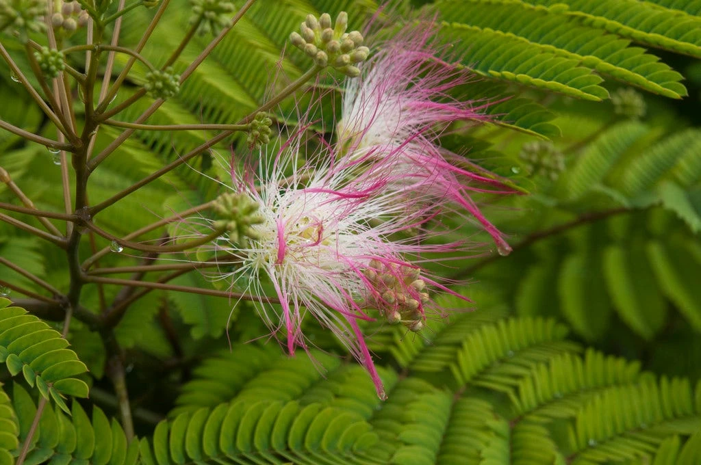 Perzische Slaapboom (Albizia Julibrissin) 1 Perzische Slaapboom (Albizia Julibrissin)