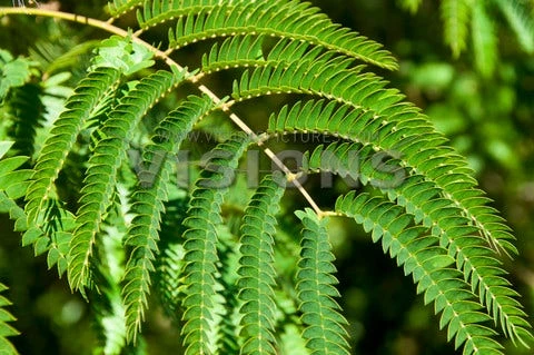 Perzische Slaapboom (Albizia Julibrissin) 2 Perzische Slaapboom (Albizia Julibrissin) - Afbeelding 2