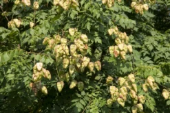 Zeepboom (Koelreuteria Paniculata) -Tuinplantenwinkel vaem10515