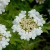 Gelderse Roos (Viburnum Opulus)