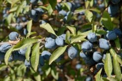 Tuinplantenwinkel -Tuinplantenwinkel vami02169