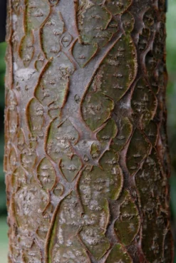 Maackia (Maackia Amurensis) -Tuinplantenwinkel vami04434 1