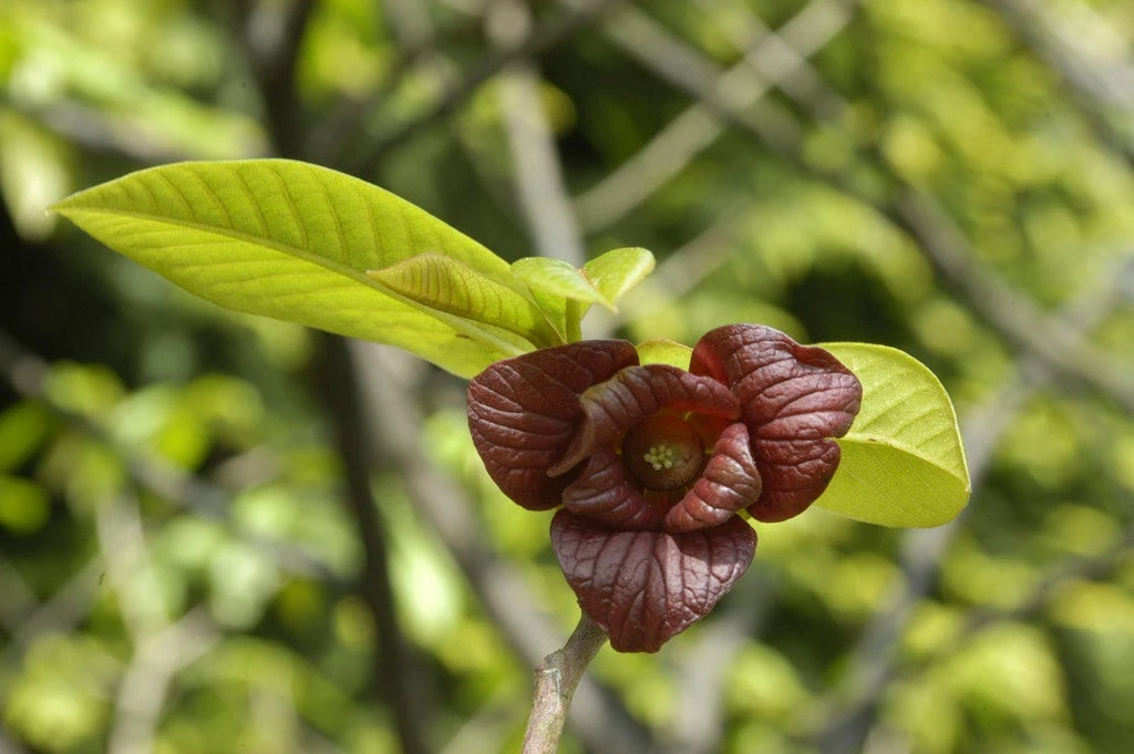 Pawpaw (Asimina Triloba) 1 Pawpaw (Asimina Triloba)