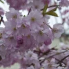 Zuilvormige Sierkers (Prunus 'Spire')