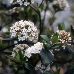 Sneeuwbal (Viburnum Burkwoodii) -Tuinplantenwinkel viburkwo 14 1