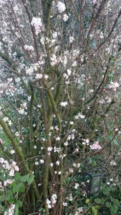 Sneeuwbal (Viburnum Bodnantense 'Charles Lamont') -Tuinplantenwinkel viburnum bodn. charles lamont 1 1