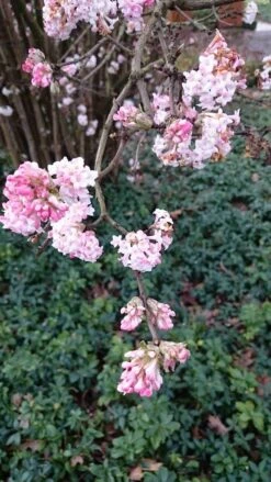 Sneeuwbal (Viburnum Bodnantense 'Dawn') -Tuinplantenwinkel viburnum bodn. charles lamont 2 2