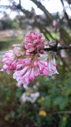 Sneeuwbal (Viburnum Bodnantense 'Charles Lamont') -Tuinplantenwinkel viburnum bodn. charles lamont 3