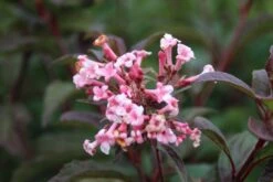 Sneeuwbal (Viburnum Bodnantense 'Dawn') -Tuinplantenwinkel viburnum bodnantense dawn 6 2