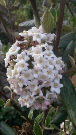 Sneeuwbal (Viburnum Burkwoodii) -Tuinplantenwinkel viburnum burkwoodii2 1