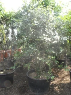 Sneeuwbal (Viburnum Burkwoodii) -Tuinplantenwinkel viburnum burkwoodii 200 250 300 c240