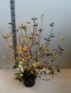 Sneeuwbal (Viburnum Burkwoodii) -Tuinplantenwinkel viburnum burkwoodii 80 100 cm co. 7.5l v kopie 1