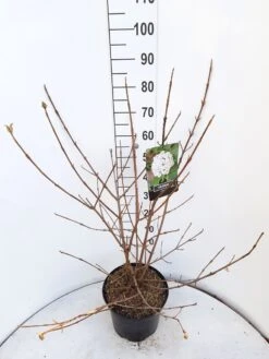 Sneeuwbal (Viburnum Carlcephalum) -Tuinplantenwinkel viburnum carlecephalum c10 v01