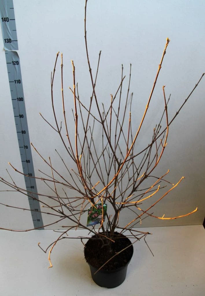 Sneeuwbal (Viburnum Carlesii 'Aurora') - Afbeelding 2