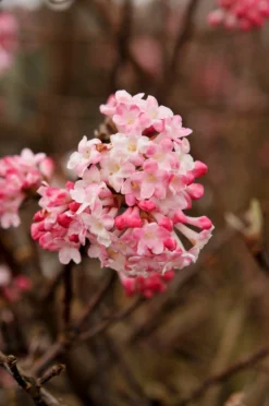 Sneeuwbal (Viburnum Bodnantense 'Charles Lamont')