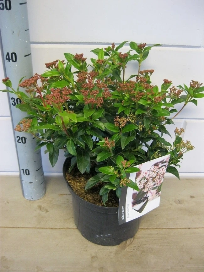 Groenblijvende Sneeuwbal (Viburnum Tinus 'Eve Price') 11 Groenblijvende Sneeuwbal (Viburnum Tinus 'Eve Price') - Afbeelding 11