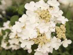 Japanse Sneeuwbal (Viburnum Plicatum 'Kilimandjaro Sunrise') -Tuinplantenwinkel viburnum kil. sunrise 2 1 1