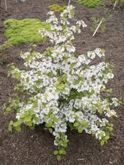 Japanse Sneeuwbal (Viburnum Plicatum 'Kilimandjaro Sunrise') 9 Japanse Sneeuwbal (Viburnum Plicatum 'Kilimandjaro Sunrise') -Tuinplantenwinkel viburnum kil. sunrise 4 1