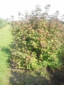 Gelderse Roos (Viburnum Opulus) -Tuinplantenwinkel viburnum opulus 150 200 1