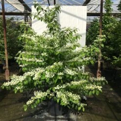 Japanse Sneeuwbal (Viburnum Plicatum 'Kilimandjaro Sunrise') -Tuinplantenwinkel viburnum plic. kilimandjaro 150 175 c50 1