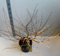 Sneeuwbal (Viburnum Plicatum 'Mariesii') 10 Sneeuwbal (Viburnum Plicatum 'Mariesii') -Tuinplantenwinkel viburnum plic mariessii 80 10 cm co. 10lv kopie