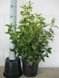 Sneeuwbal (Viburnum Tinus 'Lisa Rose') 9 Sneeuwbal (Viburnum Tinus 'Lisa Rose') -Tuinplantenwinkel viburnum tinus 40 50 c3 april 2 3 1