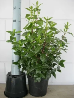 Sneeuwbal (Viburnum Tinus 'Lisa Rose') 9 Sneeuwbal (Viburnum Tinus 'Lisa Rose') -Tuinplantenwinkel viburnum tinus 40 50 c3 april 2 3