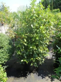 Groenblijvende Sneeuwbal (Viburnum Tinus 'Eve Price') -Tuinplantenwinkel viburnum tinus eve price 125 150 c50 2