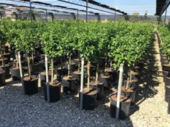 Sneeuwbal Op Stam (Viburnum Tinus 'Eve Price') -Tuinplantenwinkel viburnum tinus eve price 50cm stem 1