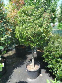 Sneeuwbal Op Stam (Viburnum Tinus 'Eve Price') -Tuinplantenwinkel viburnum tinus eve price 70 80stam c50 extra 2