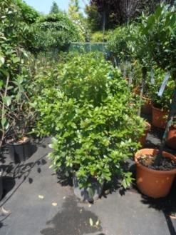 Groenblijvende Sneeuwbal (Viburnum Tinus 'Eve Price') -Tuinplantenwinkel viburnum tinus eve price 80 100 c20