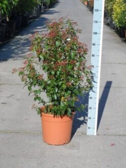 Groenblijvende Sneeuwbal (Viburnum Tinus 'Eve Price') -Tuinplantenwinkel viburnum tinus eve price 80 100 c20 2