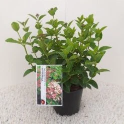 Sneeuwbal (Viburnum Tinus 'Lisa Rose') 10 Sneeuwbal (Viburnum Tinus 'Lisa Rose') -Tuinplantenwinkel viburnum tinus lisarose 1